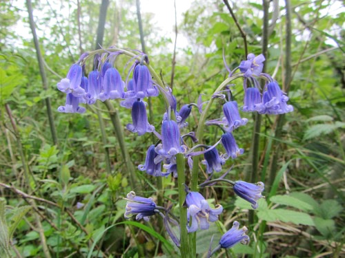 Beautiful bluebells in Norfolk during spring time Beautiful bluebells in Norfolk during spring time