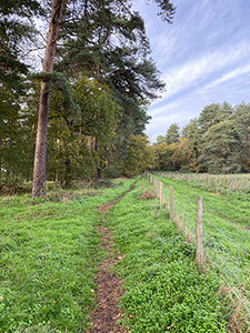 Rebellion Way gravel riding through the forest Rebellion Way gravel riding through the forest