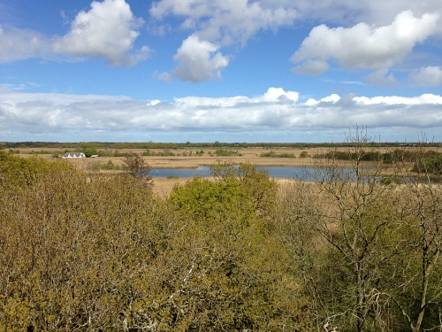 Dog Walks Ormesby Norfolk Uk Dog Walks Ormesby Norfolk Uk