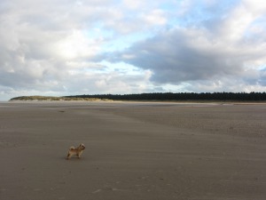 Dog friendly beach at Holkham