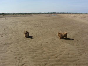 Dog friendly beaches