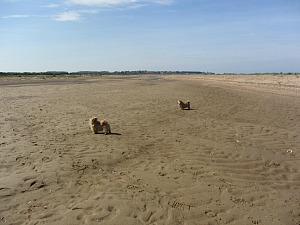 Dog Friendly Holme Beach Dog Friendly Holme Beach