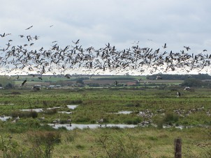 The geese at NWT Holme Dunes The geese at NWT Holme Dunes