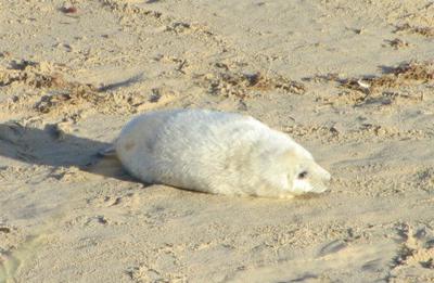 seal pup