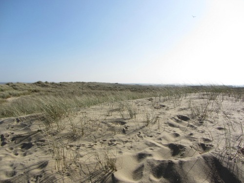Horsey Warren sand dunes Horsey Warren sand dunes