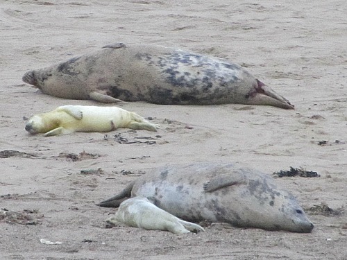 Newly born seal pups have yellow fur Newly born seal pups have yellow fur