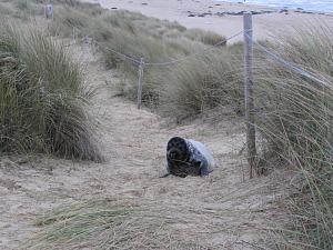 Seals on Horsey beach