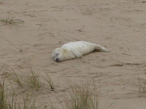 A cute seal pup at Horsey Gap in Norfolk