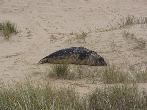 Horsey Gap seals