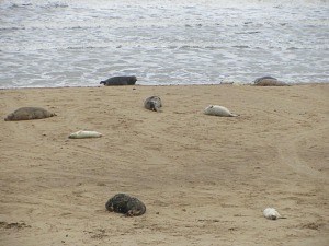 Horsey Beach covered in seals and their pups