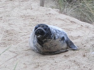 A slightly older seal pup on the path at Horsey Gap