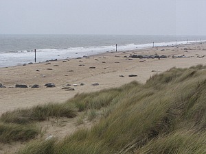 Horsey beach with seals in the winter months