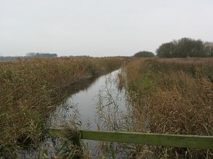 Walking to see the Horsey seals