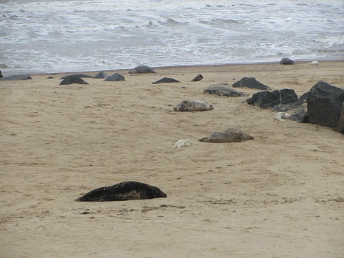 Seals everywhere on Horsey beach, East Norfolk