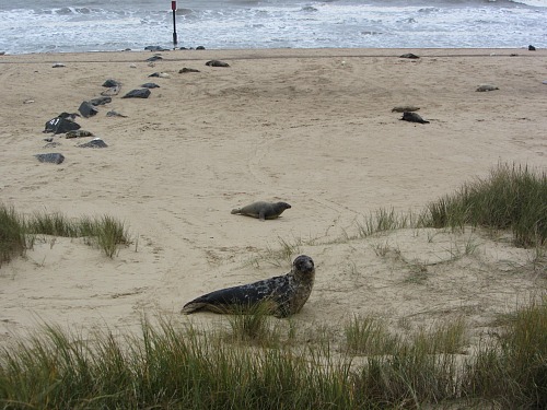 Grey seals all over the beach at Horsey