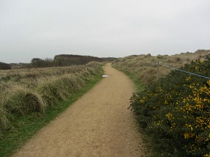 Seals at Horsey paths