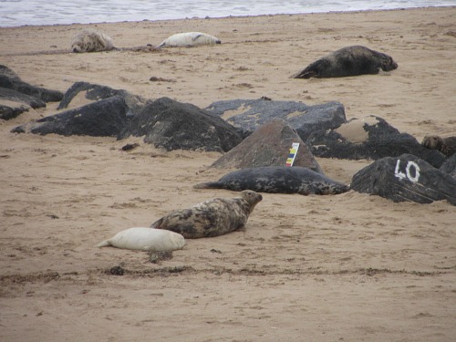 The seals on Horsey beach in the winter The seals on Horsey beach in the winter
