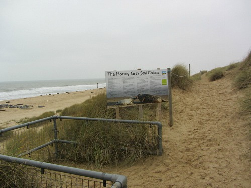 The seal viewing platform at Horsey beach The seal viewing platform at Horsey beach