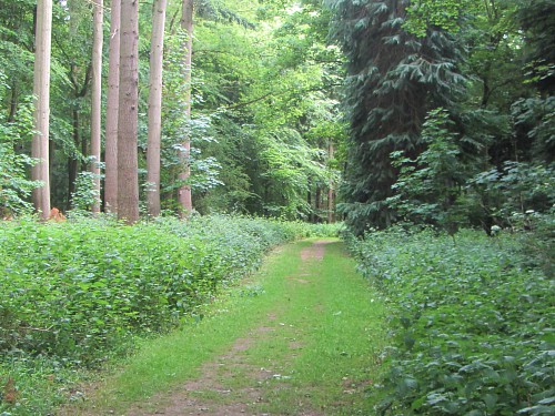 Peaceful woodland nearing the end of the walk Peaceful woodland nearing the end of the walk