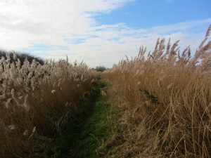 The reeds along the Hunstanton Circular Walk