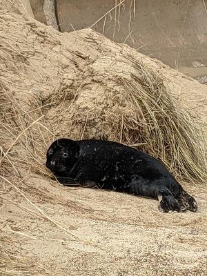 A beautiful seal at Horsey