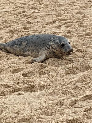 Seals at Horsey