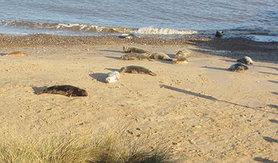 Seals on the beach at Horsey