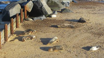 Seal pups at Horsey