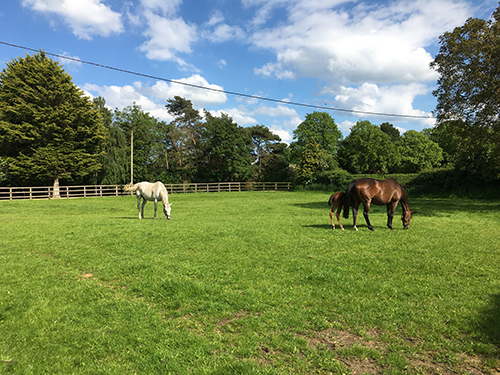 Jimmy's Shed is located on a working stud farm Mares and foals grazing