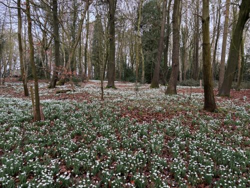 Snowdrops at Lexham Hall Snowdrops at Lexham Hall