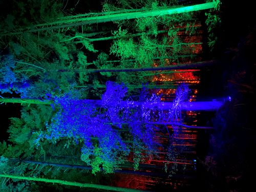 Lumiate at Sandringham