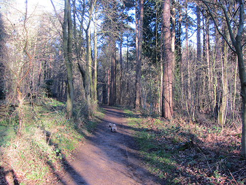 Felbrigg Hall woods
