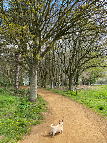 Lovely dog friendly day out at Blickling Hall