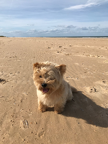 A windswept Mutley on one of Norfolk's fantastic dog friendly beaches!