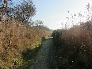 Brambles cut away to make the Norfolk Coast Path