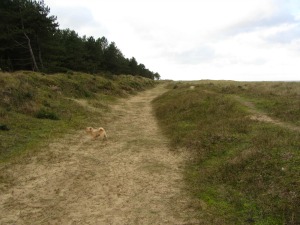 Holkham Sand Dunes