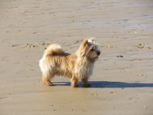 Mutley on Brancaster Beach