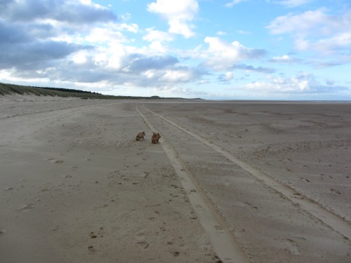 Running free at Holkham Beach Running free at Holkham Beach