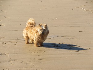Tangle on Brancaster Beach