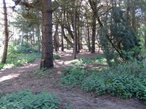 Lovely smells in Wells Pinewoods