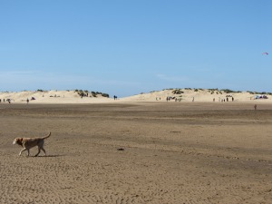 Lots of dogs at Wells Beach