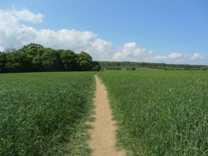 Footpath through the fields