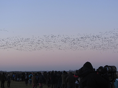 Early morning Pink footed geese bird watchers Early morning Pink footed geese bird watchers