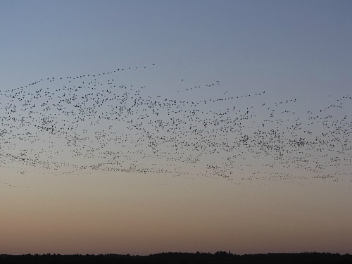 The Pink Footed Geese At Sunrise The Pink Footed Geese At Sunrise
