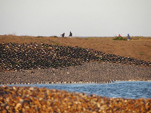 Knot and Oyster catchers in their thousands at Snettisham RSPB Knot and Oyster catchers in their thousands at Snettisham RSPB