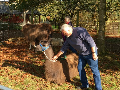 Phil and Julia getting the llamas ready for our walk