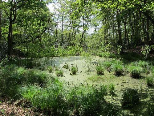 The Ice Age Pingo Ponds on Thompson Common The Ice Age Pingo Ponds on Thompson Common