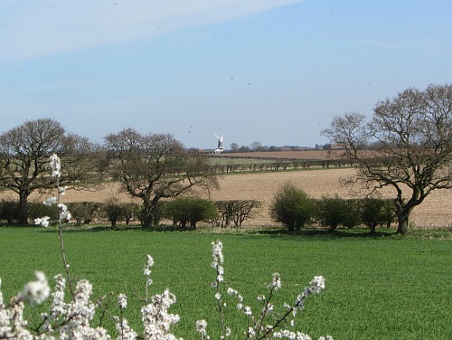 Bircham Windmill in the distance Bircham Windmill in the distance