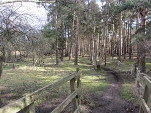 Woodland on the Peddars Way near Thetford Woodland on the Peddars Way near Thetford