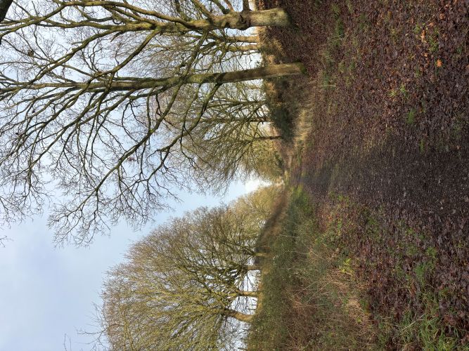 North Elmham disused railway line North Elmham disused railway line